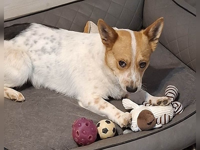 ❤️ superlieber Schmusebär BARNEY - 2,5 Jahre, 28cm/9kg - Jack-Russell-Mix ❤️