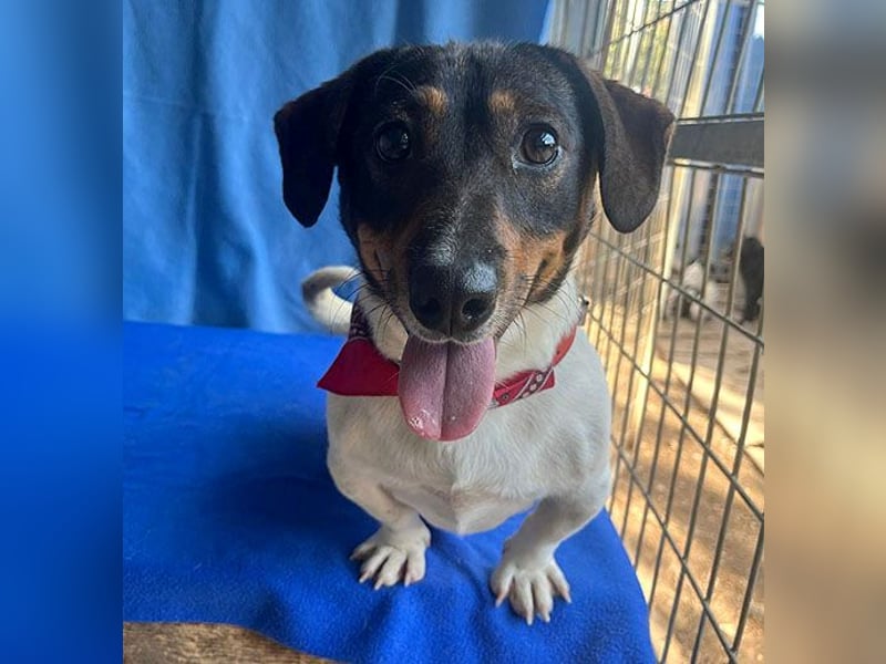 (R) ❤️ zauberhafter kleiner KARLI - 2,5 Jahre, 28cm/9kg - Jack Russell-Dackel-Mischling