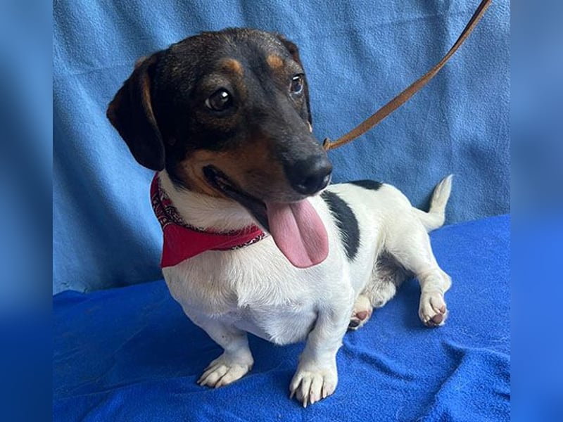(R) ❤️ zauberhafter kleiner KARLI - 2,5 Jahre, 28cm/9kg - Jack Russell-Dackel-Mischling