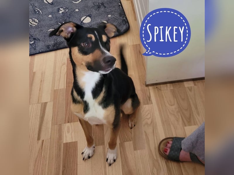 Spikey sucht dringend ein neues Zuhause