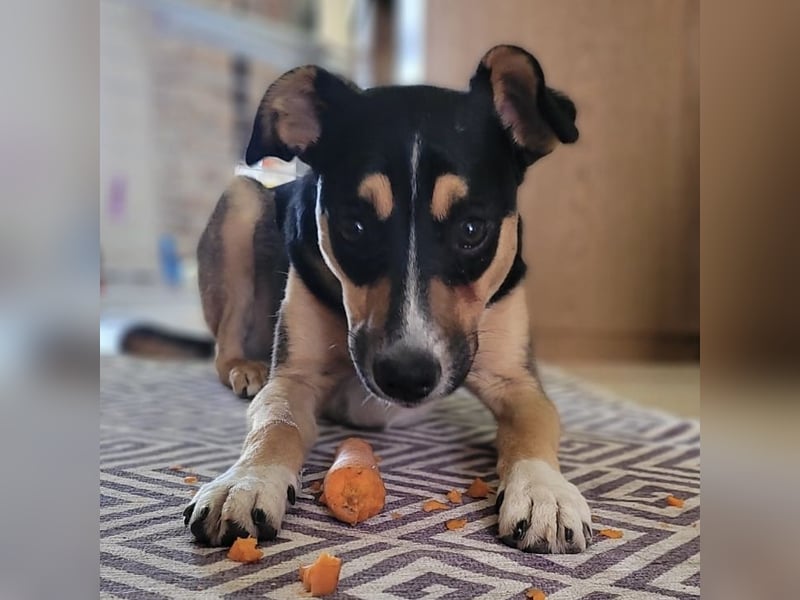 Spikey sucht dringend ein neues Zuhause