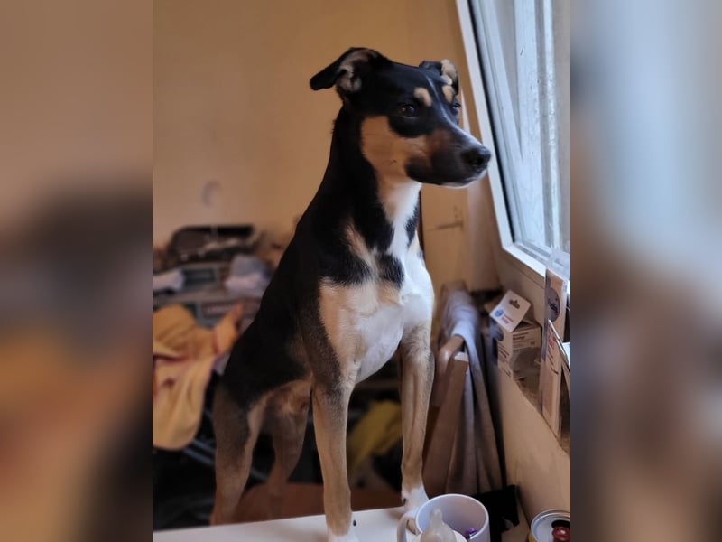 Spikey sucht dringend ein neues Zuhause