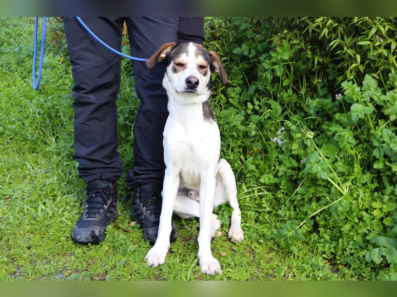 Luigi, Mix Jack Russel Terrier / Beagle , lieb und verträglich