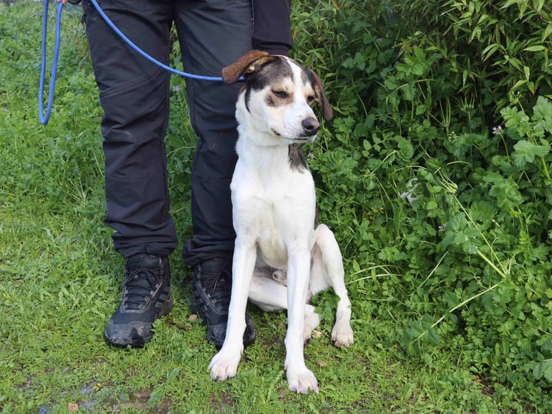 Luigi, Mix Jack Russel Terrier / Beagle , lieb und verträglich