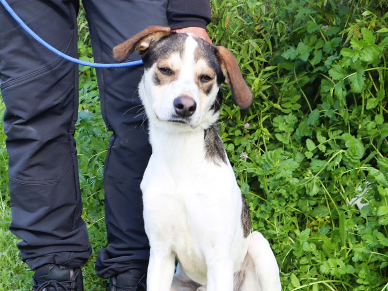 Luigi, Mix Jack Russel Terrier / Beagle , lieb und verträglich