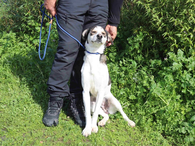 Luigi, Mix Jack Russel Terrier / Beagle , lieb und verträglich