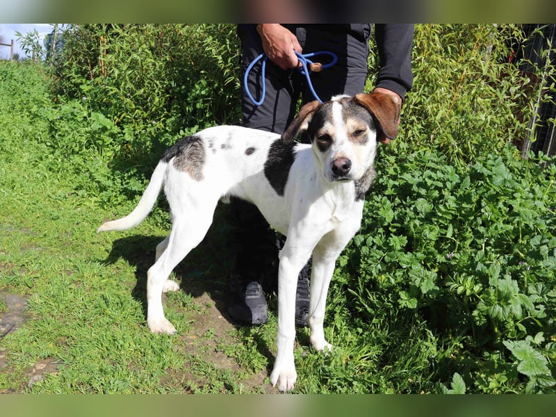 Luigi, Mix Jack Russel Terrier / Beagle , lieb und verträglich