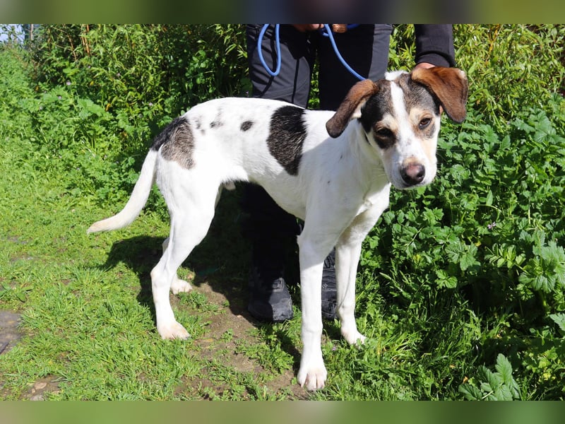 Luigi, Mix Jack Russel Terrier / Beagle , lieb und verträglich