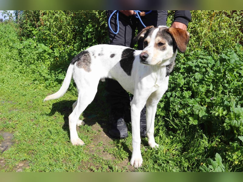 Luigi, Mix Jack Russel Terrier / Beagle , lieb und verträglich