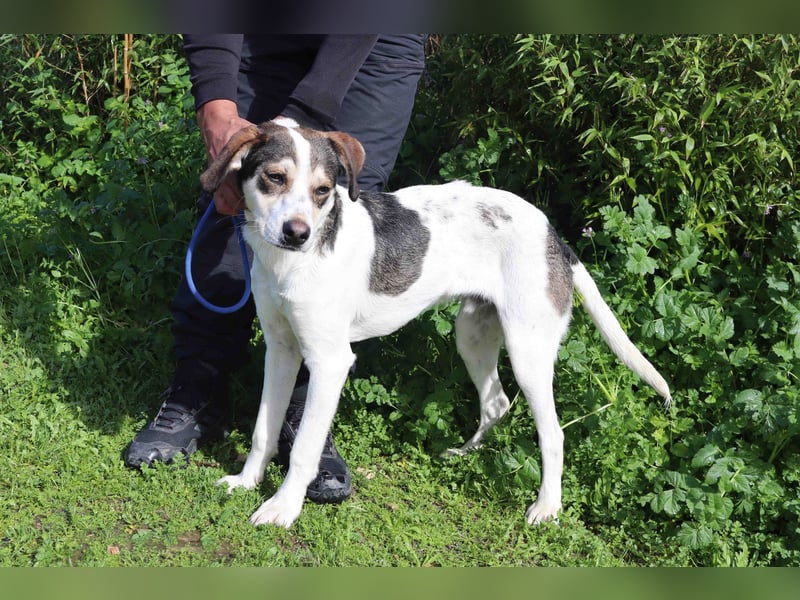 Luigi, Mix Jack Russel Terrier / Beagle , lieb und verträglich