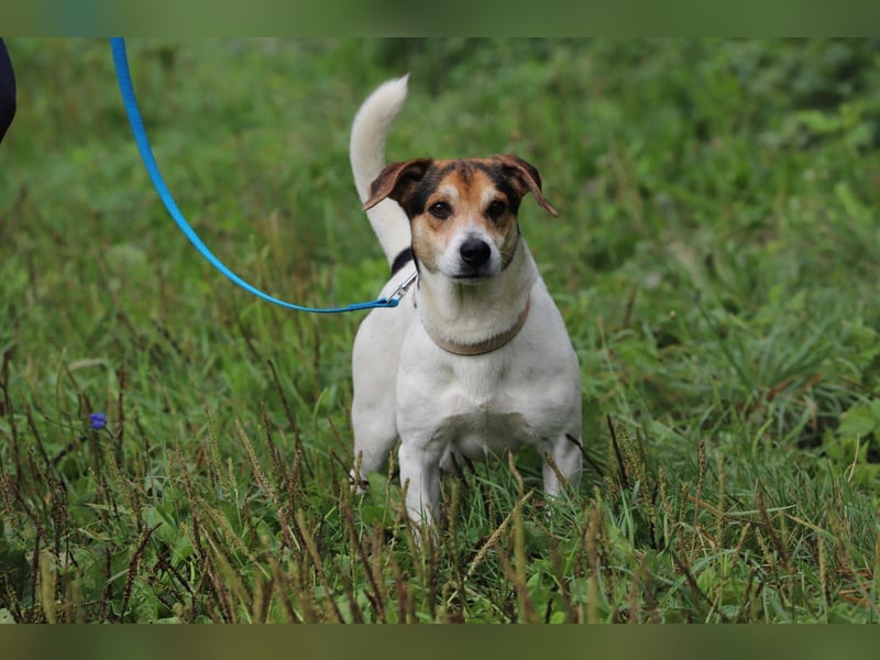 Bub 66J - Wer geht mit mir Spazieren und lehrt mich das Hunde Einmaleins