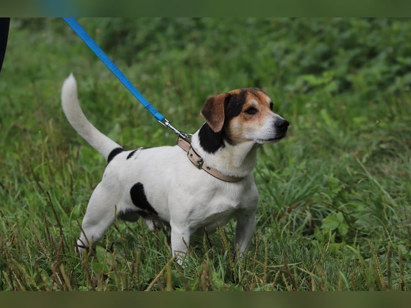 Bub 66J - Wer geht mit mir Spazieren und lehrt mich das Hunde Einmaleins