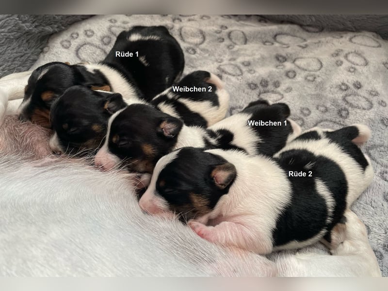 Ein liebevollen Jack Russell Rüde