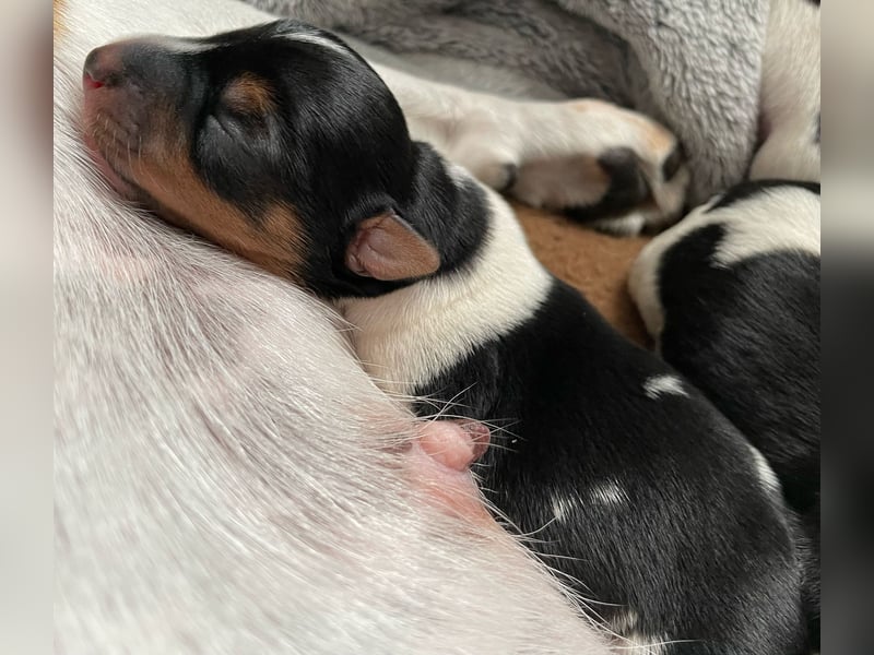 Ein liebevollen Jack Russell Rüde