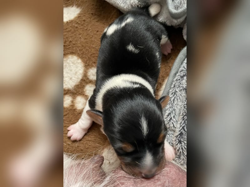 Ein liebevollen Jack Russell Rüde
