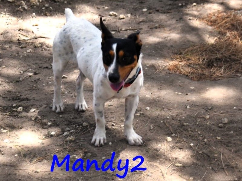 Mandy2 geb. 05/2024 (ESP) - fröhlicher, kleiner Jack Russel Terrier - Bodeguero Mix Rüde!