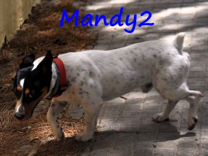 Mandy2 geb. 05/2024 (ESP) - fröhlicher, kleiner Jack Russel Terrier - Bodeguero Mix Rüde!