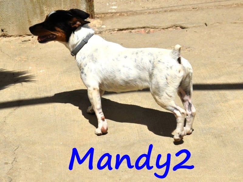 Mandy2 geb. 05/2024 (ESP) - fröhlicher, kleiner Jack Russel Terrier - Bodeguero Mix Rüde!