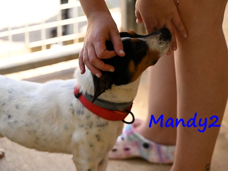 Mandy2 geb. 05/2024 (ESP) - fröhlicher, kleiner Jack Russel Terrier - Bodeguero Mix Rüde!