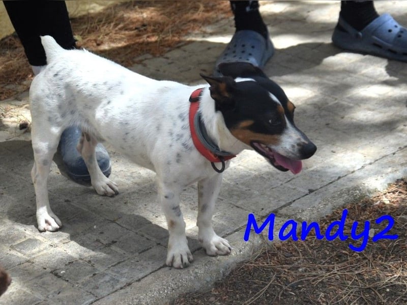 Mandy2 geb. 05/2024 (ESP) - fröhlicher, kleiner Jack Russel Terrier - Bodeguero Mix Rüde!