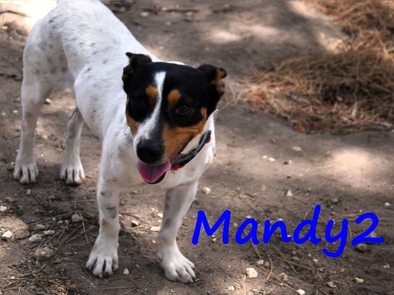 Mandy2 geb. 05/2024 (ESP) - fröhlicher, kleiner Jack Russel Terrier - Bodeguero Mix Rüde!