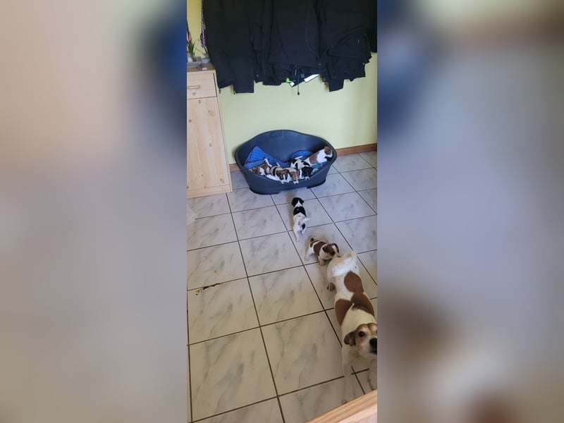 Jack Russel Terrier Welpen