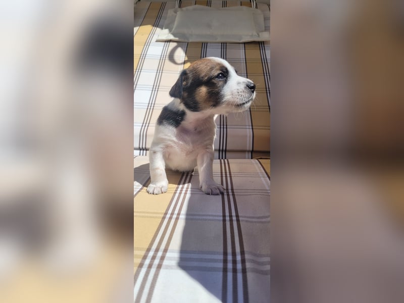 Jack Russel Terrier Welpen