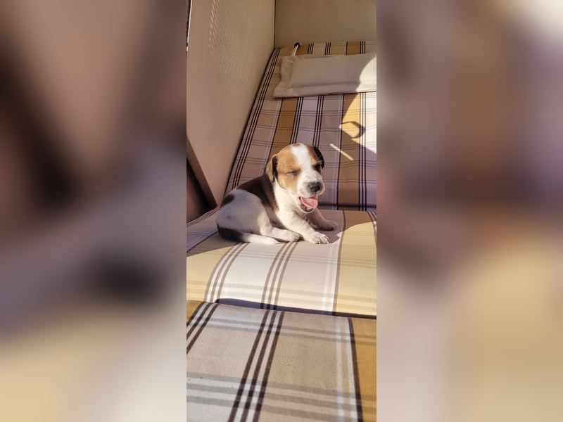 Jack Russel Terrier Welpen