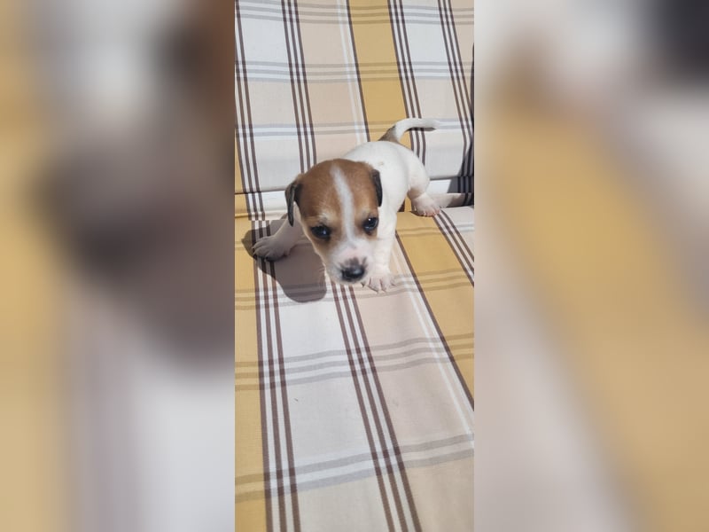 Jack Russel Terrier Welpen