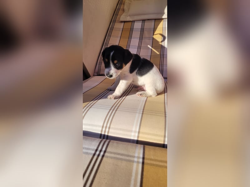 Jack Russel Terrier Welpen