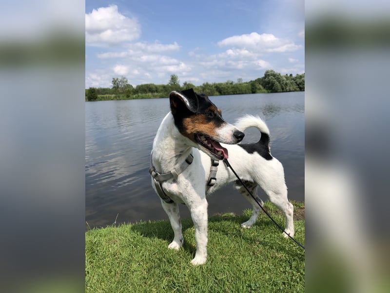 Jack Russell Terrier sucht