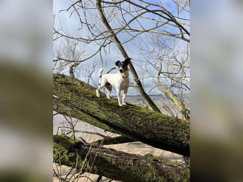 Jack Russell Terrier sucht
