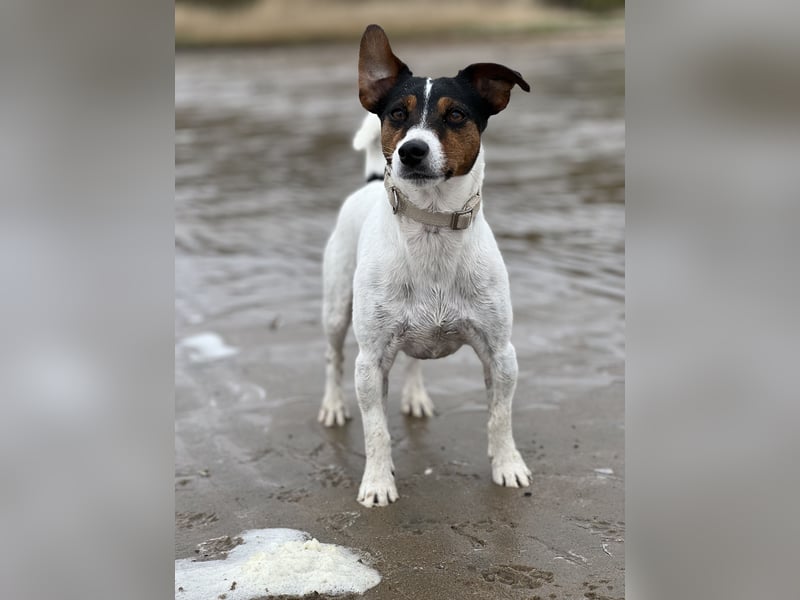 Jack Russell Terrier sucht