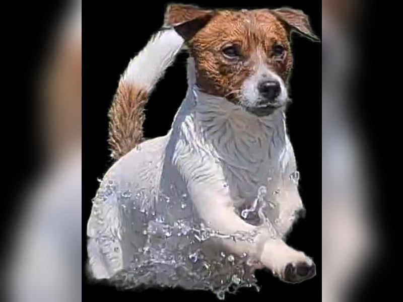 Jack Russel Terrier Welpen mit Stammbaum
