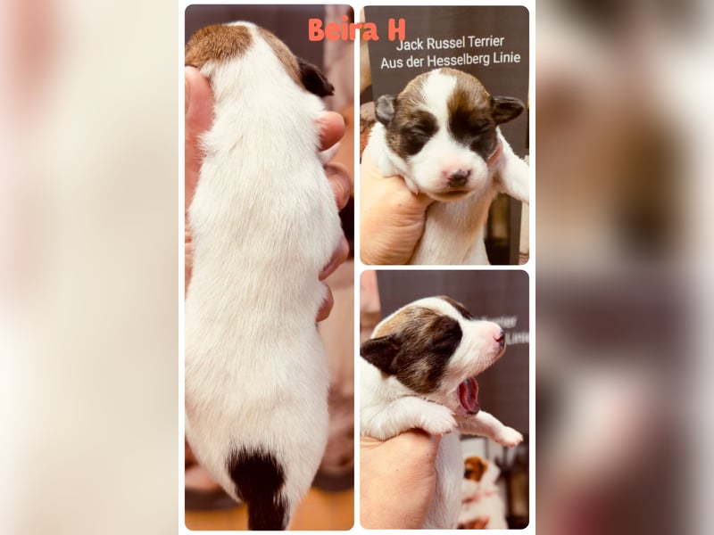 Jack Russel Terrier Welpen mit Stammbaum