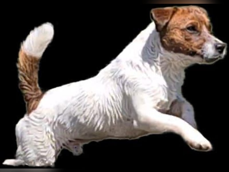 Jack Russel Terrier Welpen mit Stammbaum