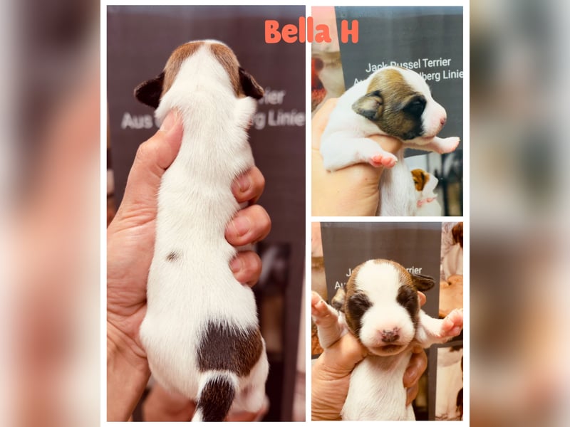 Jack Russel Terrier Welpen mit Stammbaum