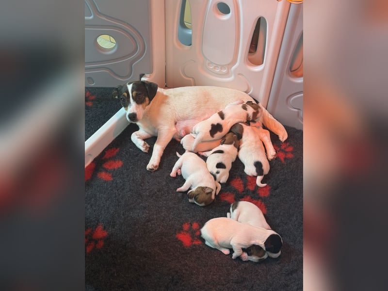 Jack Russel Terrier Welpen mit Stammbaum