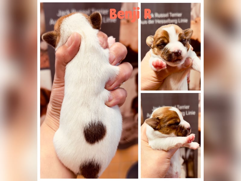 Jack Russel Terrier Welpen mit Stammbaum