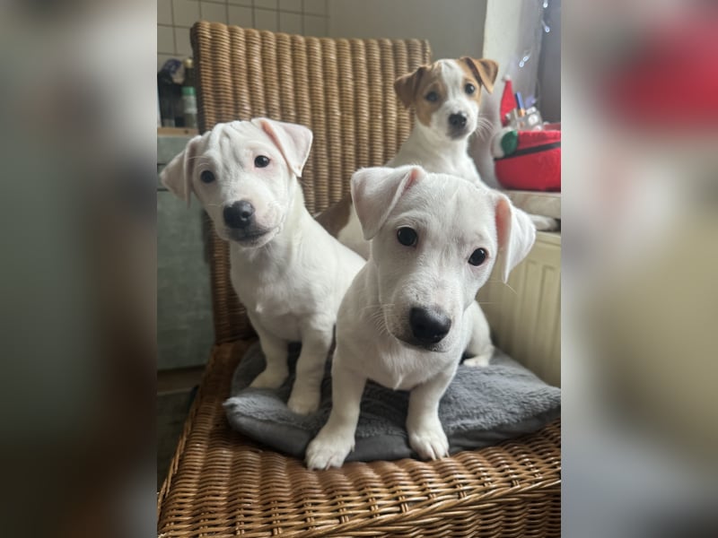 Zauberhafte Jack Russell Terrier Welpen suchen ihr neues Zuhause!
