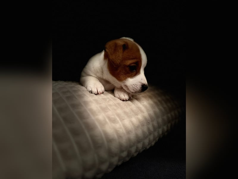 Zauberhafte Jack Russell Terrier Welpen suchen ihr neues Zuhause!
