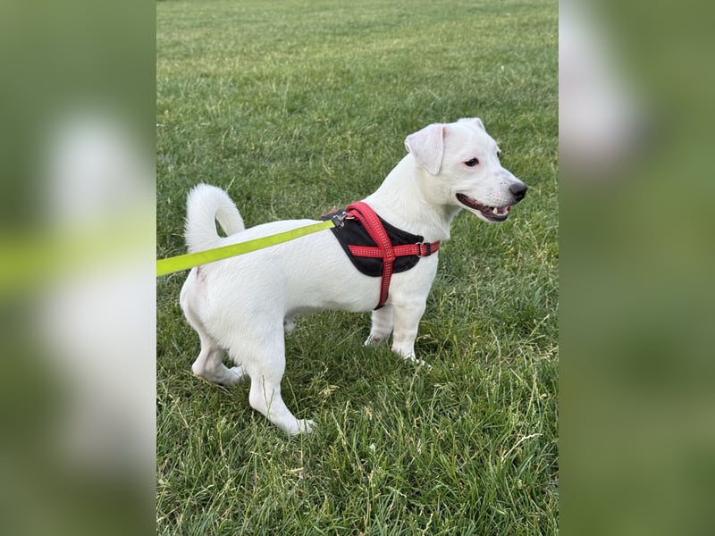 Zauberhafte Jack Russell Terrier Welpen suchen ihr neues Zuhause!