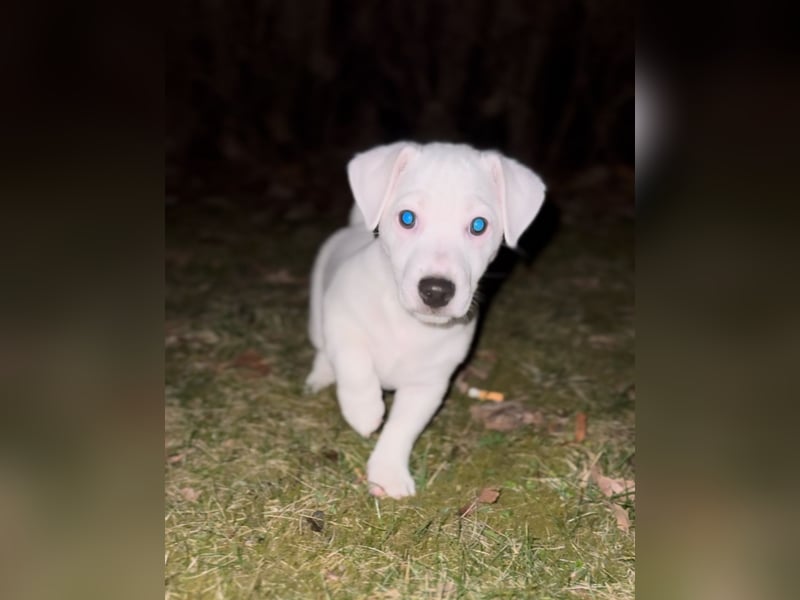 Zauberhafte Jack Russell Terrier Welpen suchen ihr neues Zuhause!