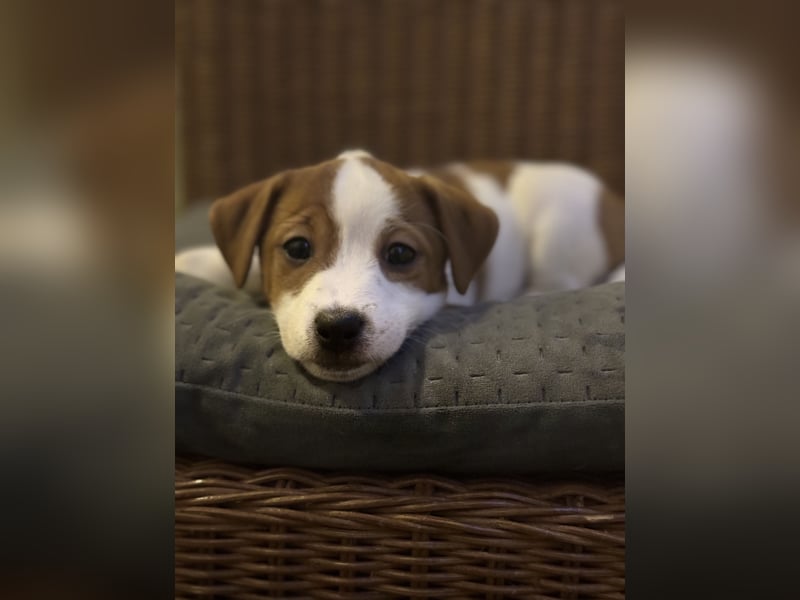 Zauberhafte Jack Russell Terrier Welpen suchen ihr neues Zuhause!
