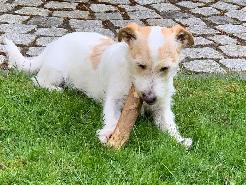 Buddy sucht ein neues Zuhause