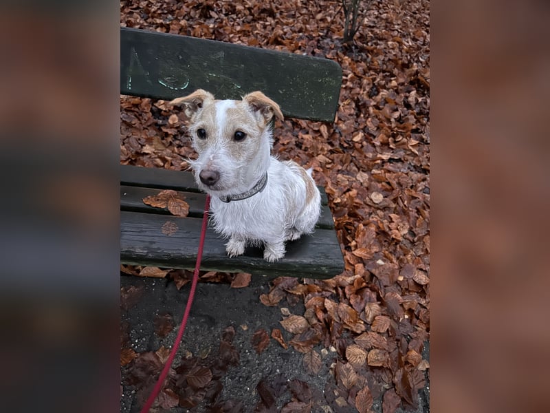 Buddy sucht ein neues Zuhause