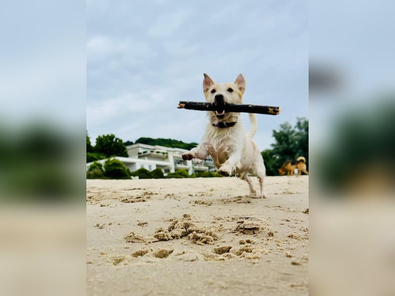 Buddy sucht ein neues Zuhause