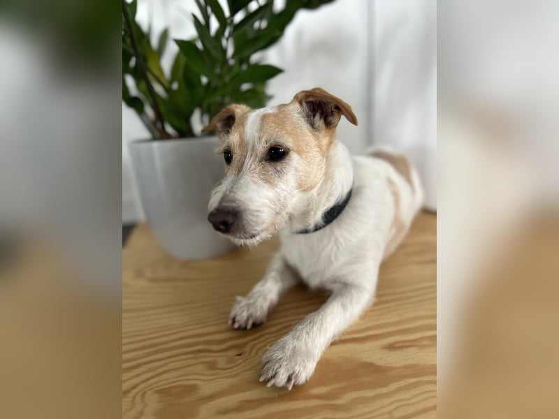Buddy sucht ein neues Zuhause