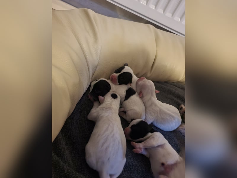 Terrierwelpen in liebevolle Hände abzugeben