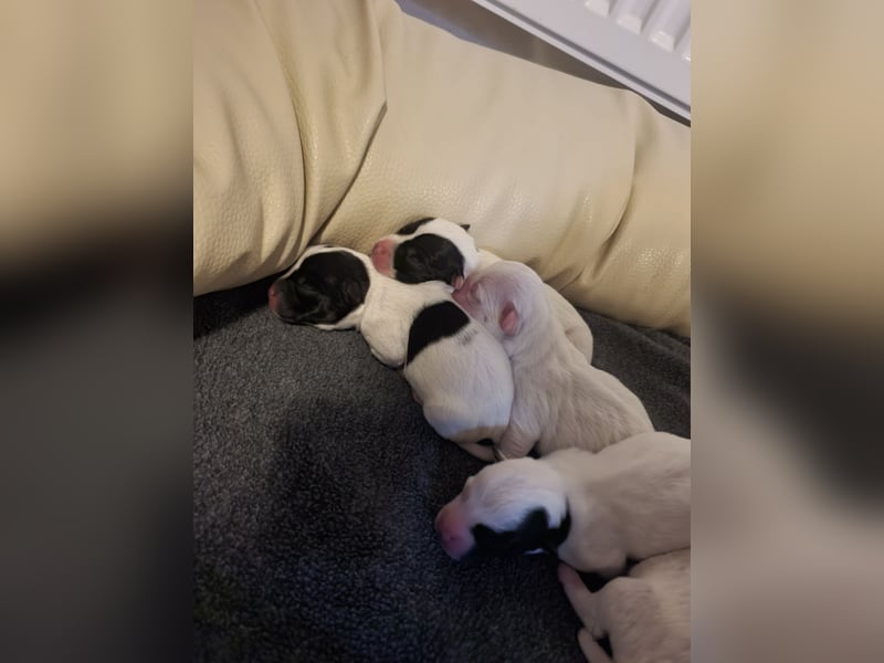 Terrierwelpen in liebevolle Hände abzugeben
